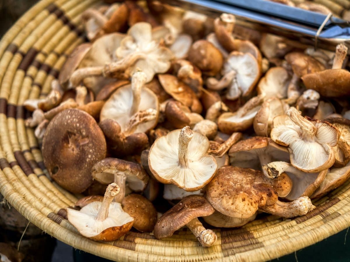mushrooms in a basket.